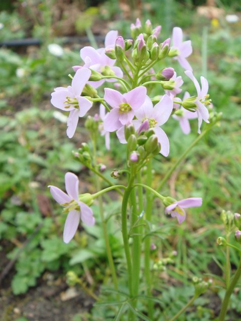 Cardamina pratensis fleur